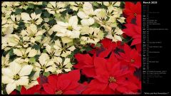 White and Red Poinsettias I