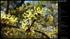 Witch Hazel Flowers