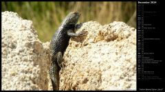 Yellow-Backed Spiny Lizard