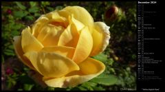 Yellow English Rose