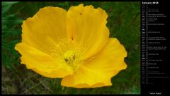 Yellow Poppy