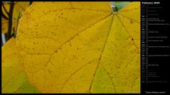 Yellow Redbud Leaves