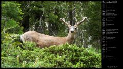 Yosemite Deer