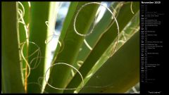 Yucca Leaves