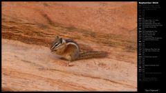 Zion Chipmunk