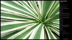 Agave Plant