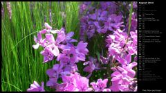 Pink Phlox and Grass