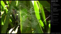 Spiderweb in Tropical Leaves
