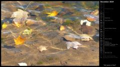 Fall Leaves in Pond