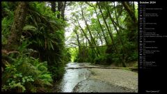 Fern Canyon II