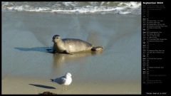 Harbor Seal at La Jolla