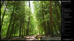 Hemlock Trail at Laurel Hill State Park I