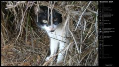 Island Cat