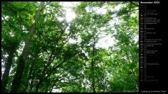 Looking Up to Summer Trees