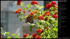 Monarch on Red Butterfly Bush