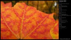 Orange and Red Maple Leaf