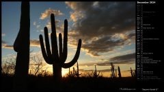 Saguaro Sunset II