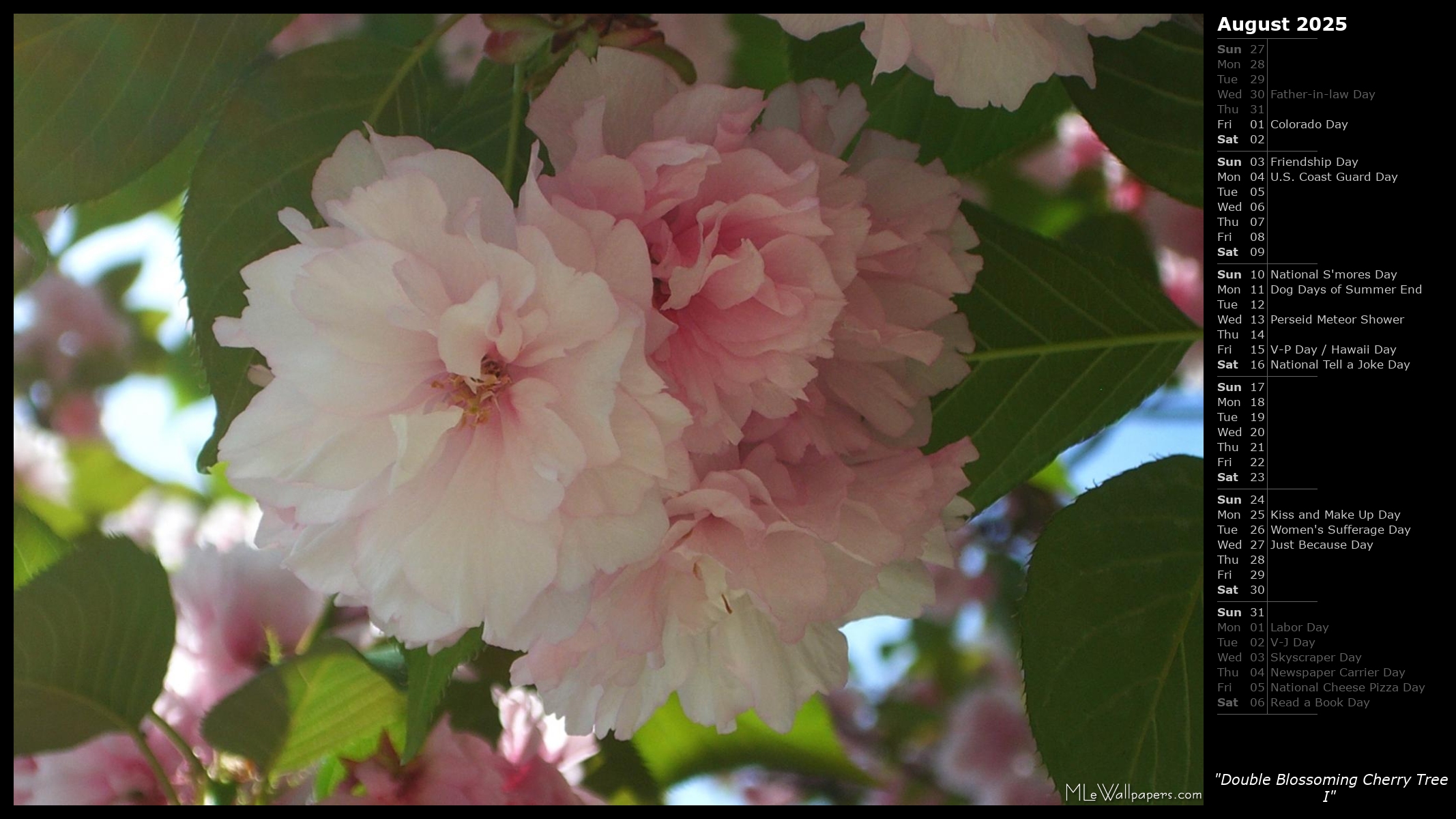 Mlewallpapers Com Double Blossoming Cherry Tree I Calendar Images, Photos, Reviews