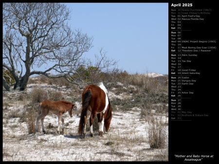 Mother and Baby Horse at Assateague