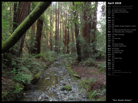 Muir Woods Stream