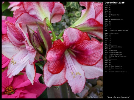 Amaryllis and Poinsettia