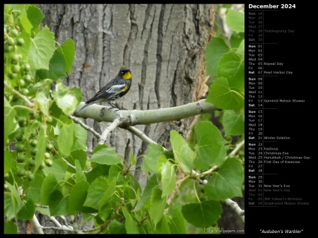 Audubon's Warbler