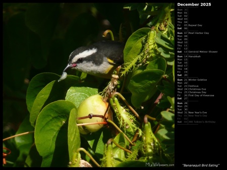 Bananaquit Bird Eating