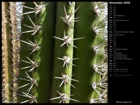 Barrel Cactus II