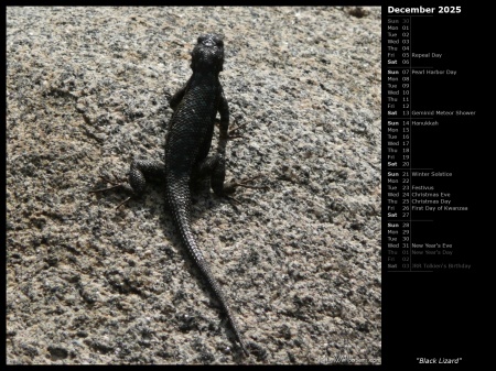 Black Lizard