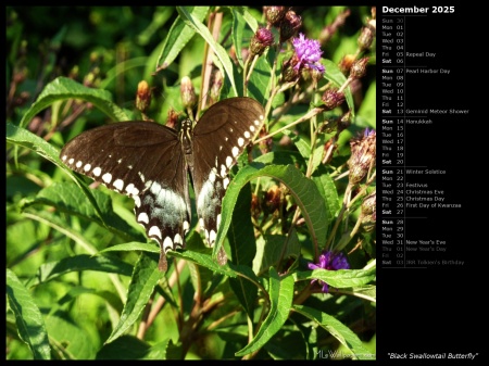 Black Swallowtail Butterfly