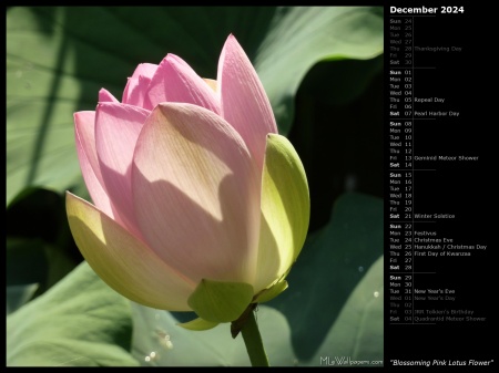 Blossoming Pink Lotus Flower