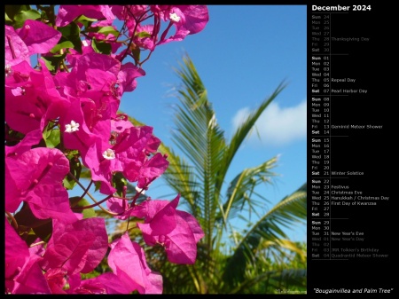 Bougainvillea and Palm Tree