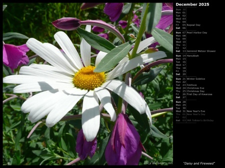 Daisy and Fireweed