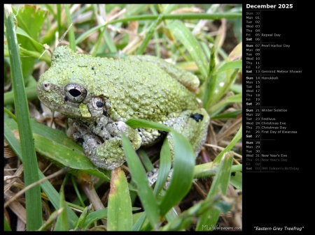 Eastern Grey Treefrog