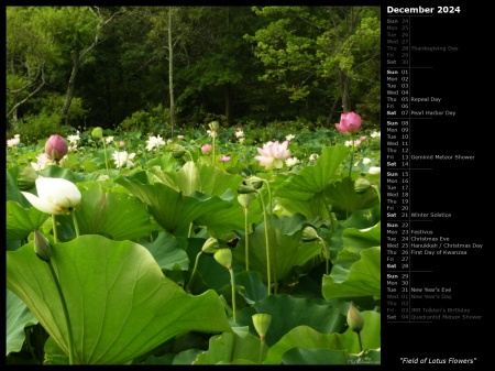 Field of Lotus Flowers