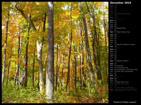 Forest of Yellow Leaves