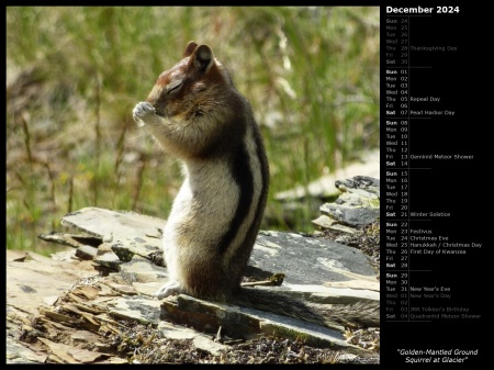 Golden-Mantled Ground Squirrel at Glacier