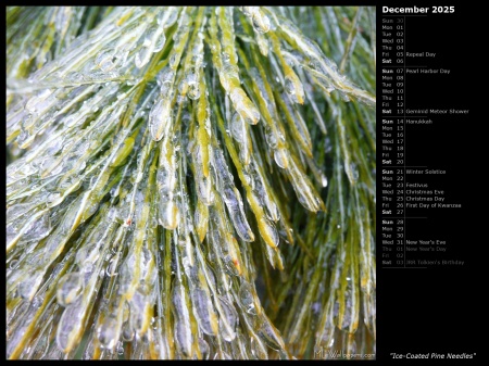 Ice-Coated Pine Needles