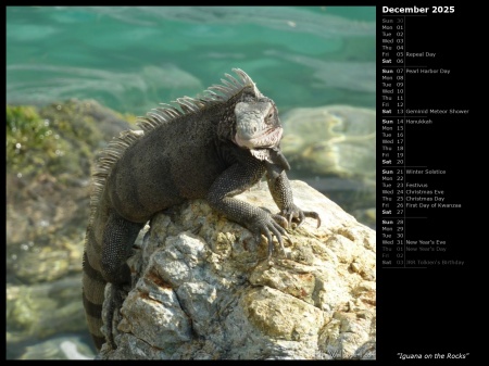 Iguana on the Rocks