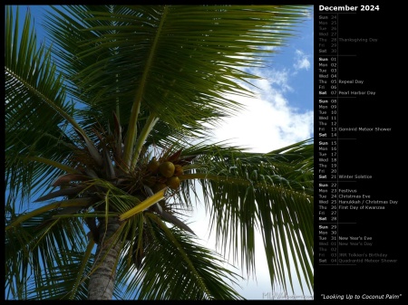 Looking Up to Coconut Palm