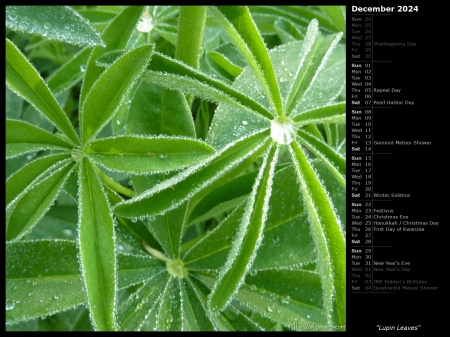 Lupin Leaves