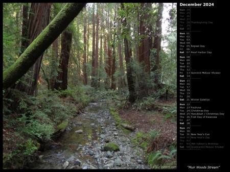 Muir Woods Stream