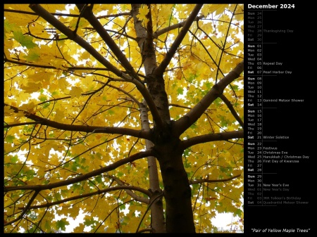 Pair of Yellow Maple Trees