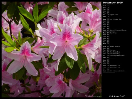 Pink Azalea Bush