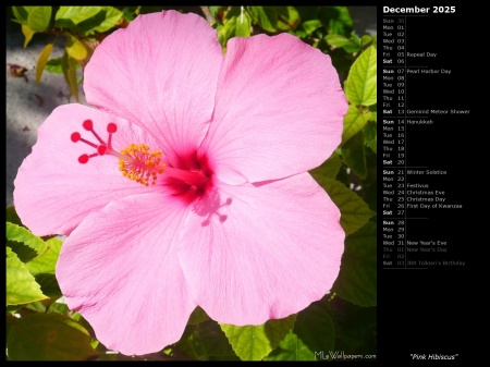 Pink Hibiscus