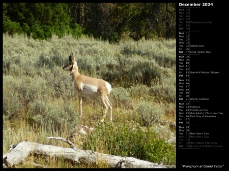 Pronghorn at Grand Teton