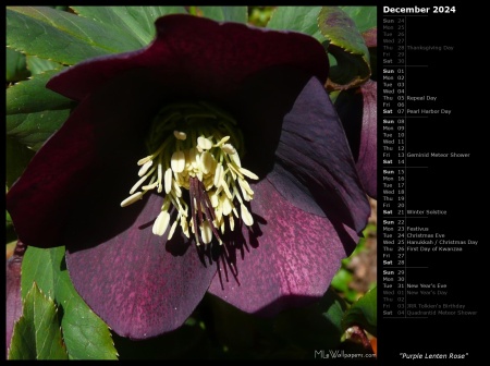 Purple Lenten Rose