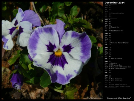 Purple and White Pansies