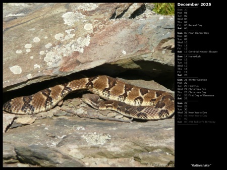 Rattlesnake