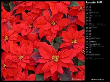 Red Poinsettias